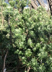 Westringia fruticosa