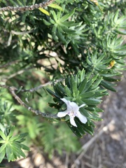 Westringia fruticosa