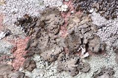 Umbilicaria torrefacta