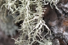 Usnea perplexans