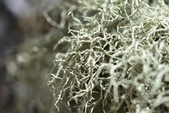 Usnea perplexans