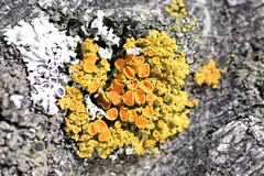 Xanthomendoza montana