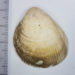 Laevicardium oblongum