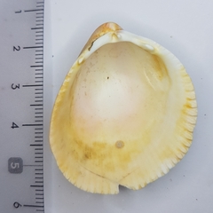 Laevicardium oblongum