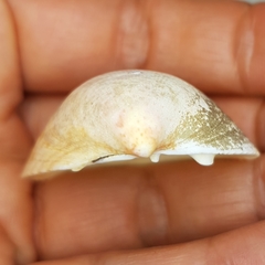 Laevicardium oblongum