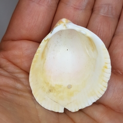 Laevicardium oblongum