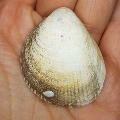 Laevicardium oblongum