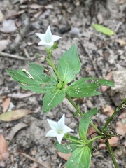 Spigelia humboldtiana