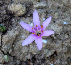 Colchicum pusillum