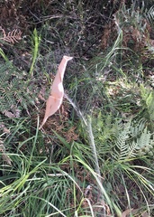 Phonognatha