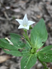 Spigelia humboldtiana