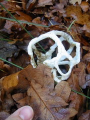 Ileodictyon cibarium