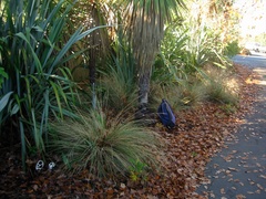 Ileodictyon cibarium