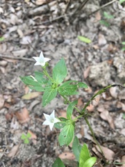 Spigelia humboldtiana