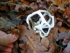 Ileodictyon cibarium