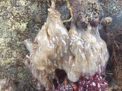 Ecteinascidia turbinata