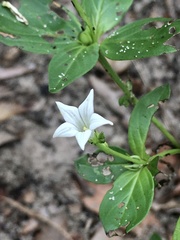Spigelia humboldtiana
