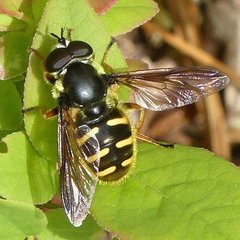 Sericomyia chrysotoxoides image