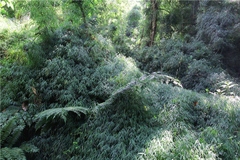 Rhipidocladum