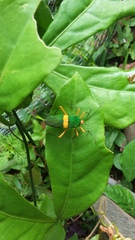 Paryphes