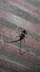 Trachyderes