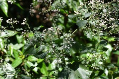 Peteravenia schultzii