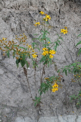 Electranthera mutica