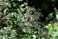 Peteravenia schultzii