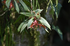 Columnea schiedeana