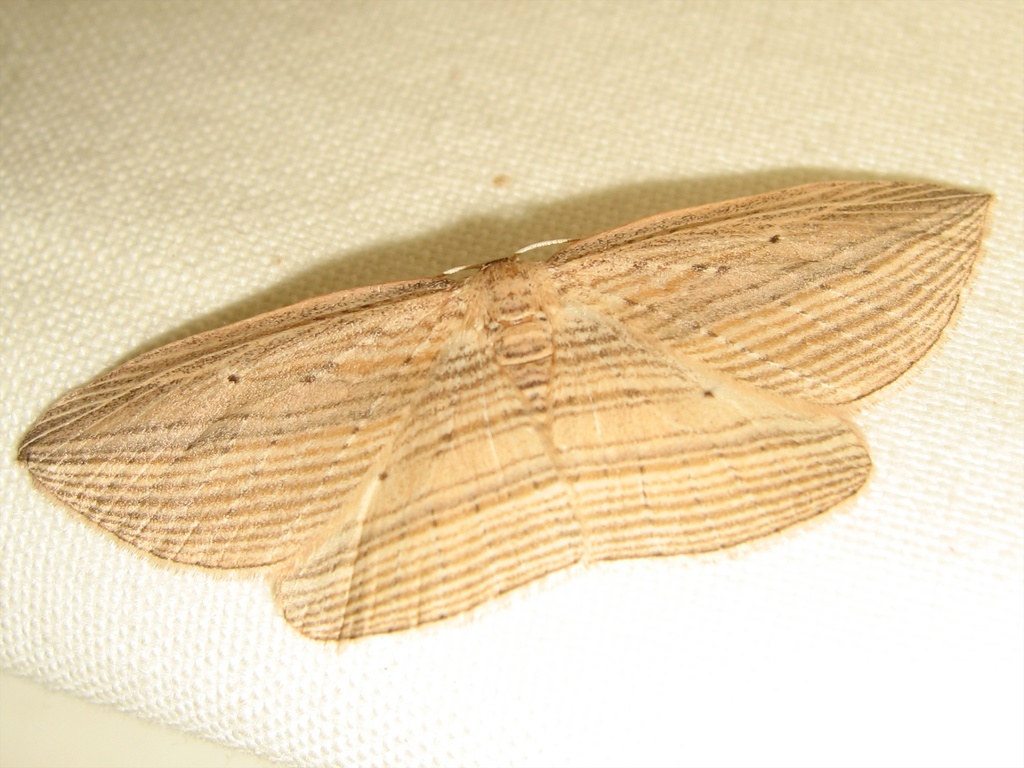 Epiphryne