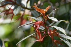 Columnea schiedeana