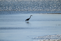Ardea herodias herodias