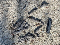 Vulpes vulpes fulvus