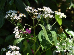 Schistocarpha longiligula