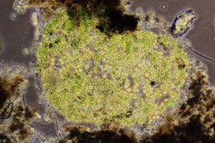 Auxenochlorella pyrenoidosa