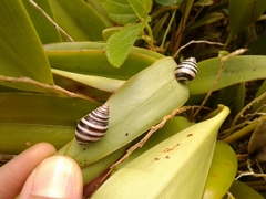 Drymaeus nigrofasciatus