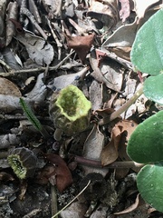Dorstenia brasiliensis