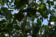 Alchornea latifolia