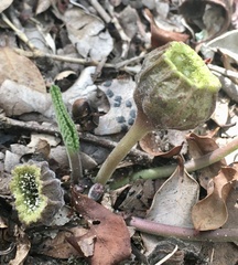 Dorstenia brasiliensis