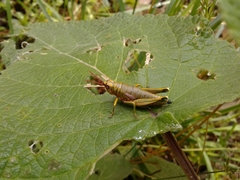 Agesander ruficornis