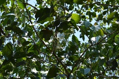 Alchornea latifolia
