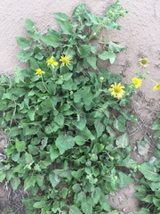 Tetragonotheca repanda