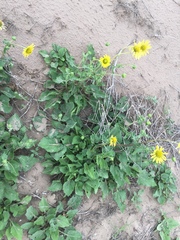 Tetragonotheca repanda