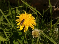 Asemosyrphus mexicanus