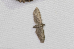 Eupithecia jejunata