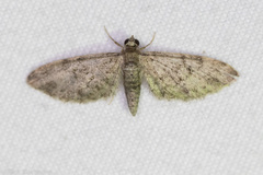 Eupithecia jejunata
