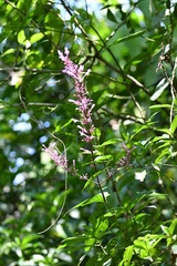 Odontonema callistachyum
