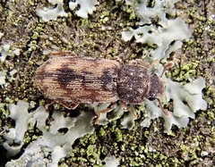 Synchita undata