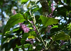 Odontonema callistachyum