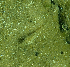 Nesogobius